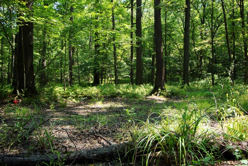 Bottomland Oak Hardwood Palustrine Forest